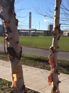 Photo of SUNY Albany Campus by Jane Verostek